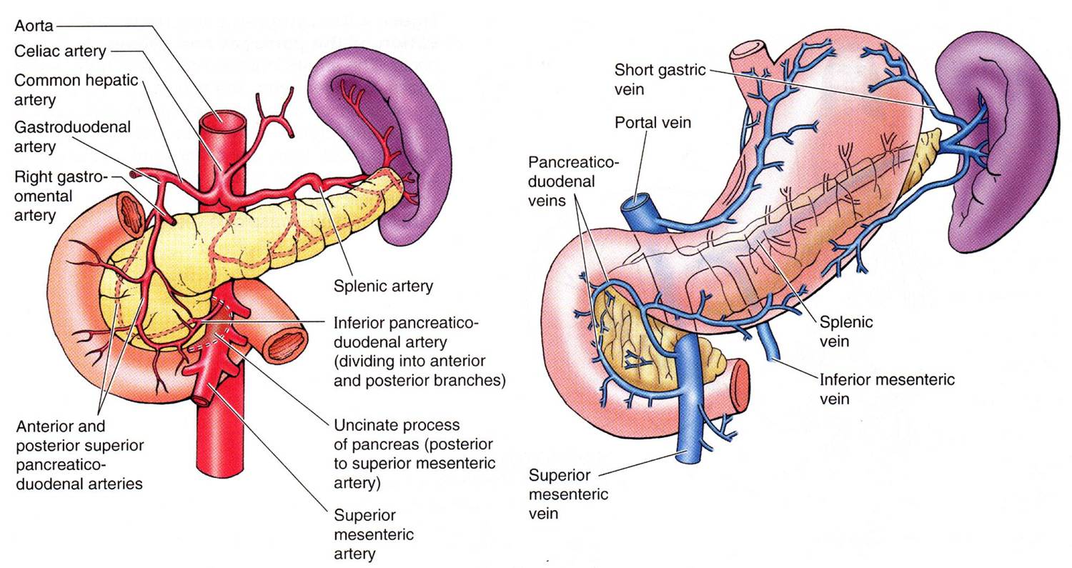 Diabetes y Homeopatía | SaludBio Diabetes y Homeopatía | SaludBio