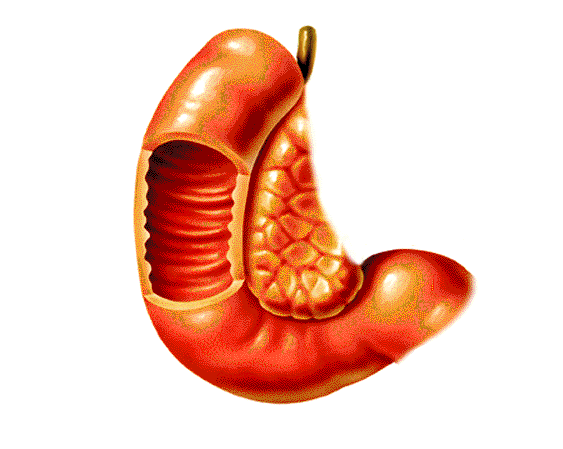 Duodenitis Tratamientos Y Remedios De Medicina Natural Saludbio 