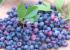 Beneficios de las antocianinas para la salud
