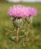 Cirsium Cirsium