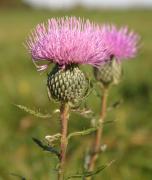 Cirsium 