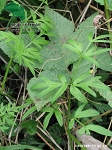 Corydalis Corydalis