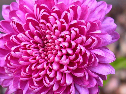 Propiedades de Chrysanthemum morifolium en la Medicina China Propiedades de Chrysanthemum morifolium en la Medicina China