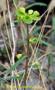 Euphorbia 