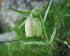 Fritillaria