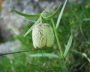 Fritillaria