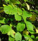 Propiedades de Hamamelis