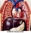 Las enzimas digestivas y una buena digestión