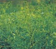 Propiedades de la raíz de Ledebouriella divaricata 