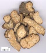 Omphalia lapidescens