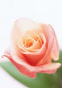 Rosa. Medicina China