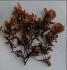 Sargassum Sargassum