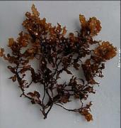 Sargassum 