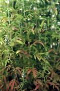 Propiedades de Schizonepeta tenuifolia - Nepeta del Jpón