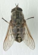 Tabanus 
