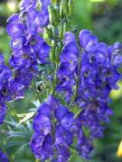 Aconitum Napellus - Homeopatía