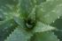 Beneficios del Aloe Vera
