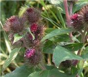 Propiedades de Arctium lappa en la Medicina China
