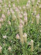 Celosia Argentea. MTC