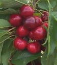 Propiedades de las cerezas