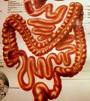 Absorción intestinal en los niños Absorción intestinal en los niños