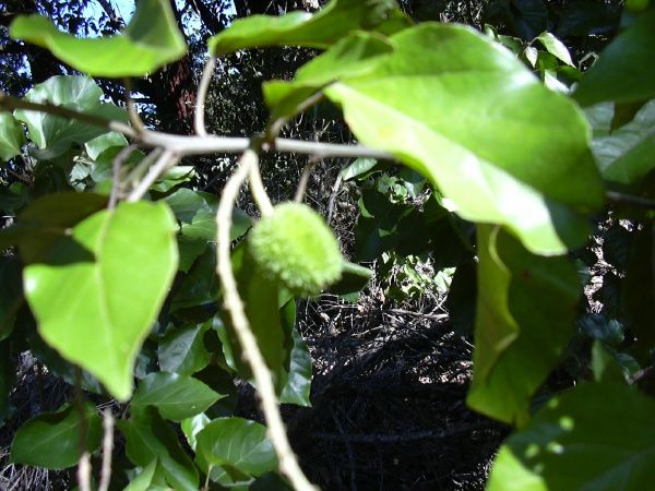 Propiedades de copalchi