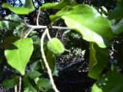 Propiedades de copalchi