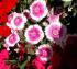 Dianthus chinensis L. Dianthus chinensis L.