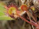 Propiedades de la drosera