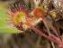 Propiedades de la drosera