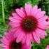 Propiedades de echinacea Propiedades de echinacea