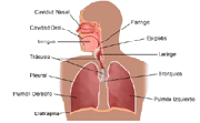 Síntomas del enfisema y tratamiento natural