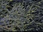 Propiedades de fucus Propiedades de fucus