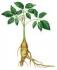 Propiedades del Ginseng