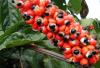 Guaraná. Plantas medicinales Guaraná. Plantas medicinales