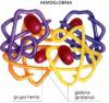 Estructura de la hemoglobina Estructura de la hemoglobina