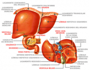 Hepatitis. Síntomas
