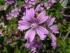 Propiedades de las flores de malva