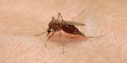 Cómo protegerse de los mosquitos