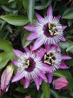 Propiedades de la Pasiflora