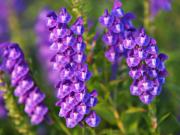 Scutellaria baicalensis. MTC