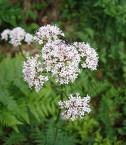 Propiedades de la Valeriana