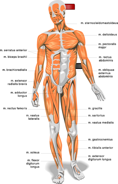 La vaselina de la psoriasis las revocaciones