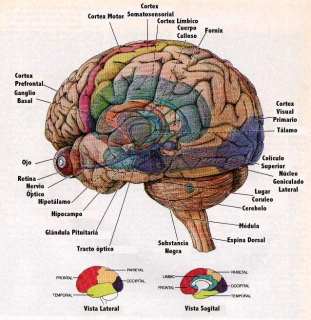 El cerebro y el infarto