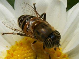 El polen y las alergias