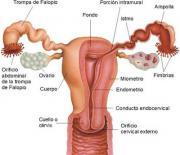 Remedios para la menstruación irregular