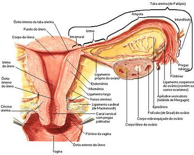 Consejos para los quistes en los ovarios
