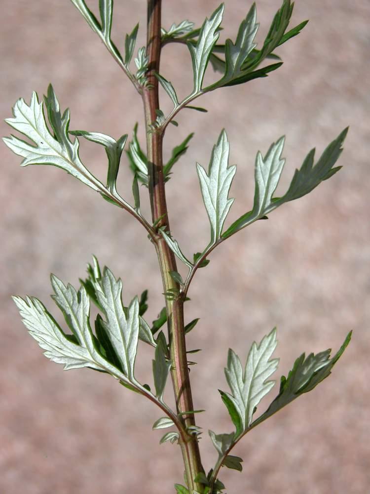 Plantas medicinales emenagogas - Artemisa