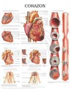 Síntomas de ataque al corazón