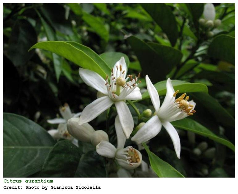 Plantas medicinales antiespasmódicas - Flor de azahar